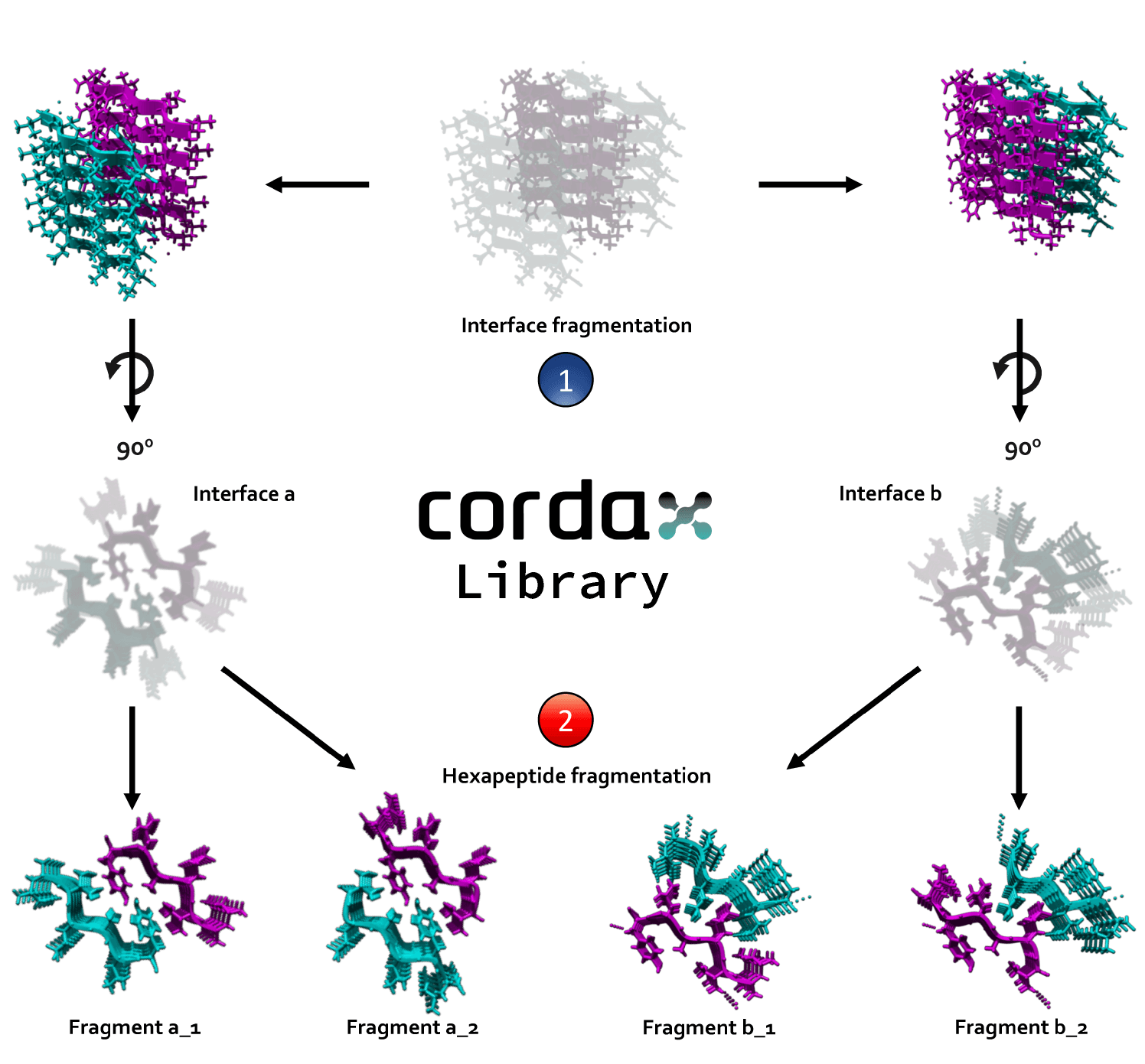 Cordax structural library