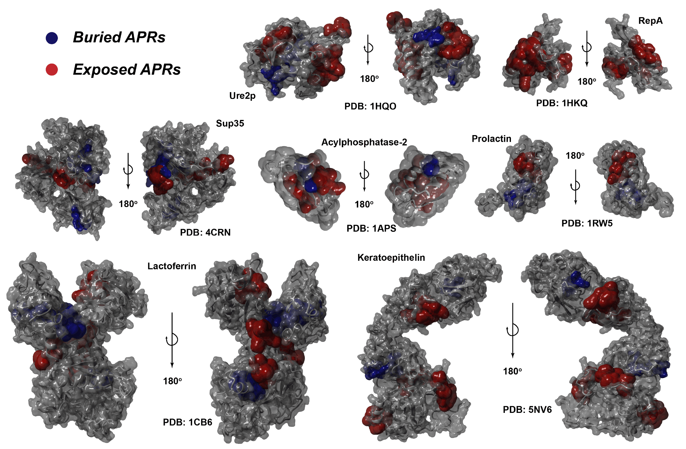 Cordax predicted aggregation prone regions